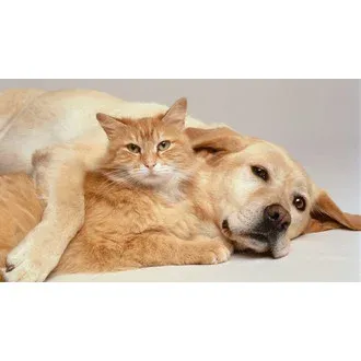 CatFest + logo