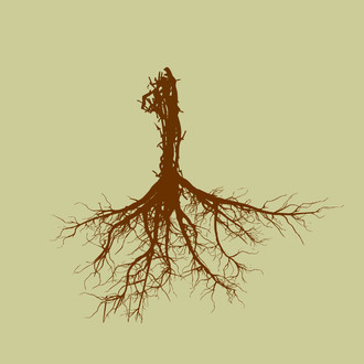 Biophilia International Film Festival