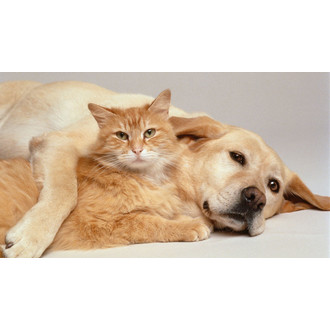 CatFest +