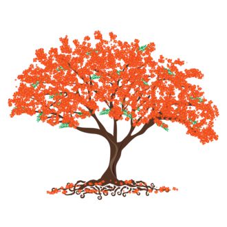 Poinciana
