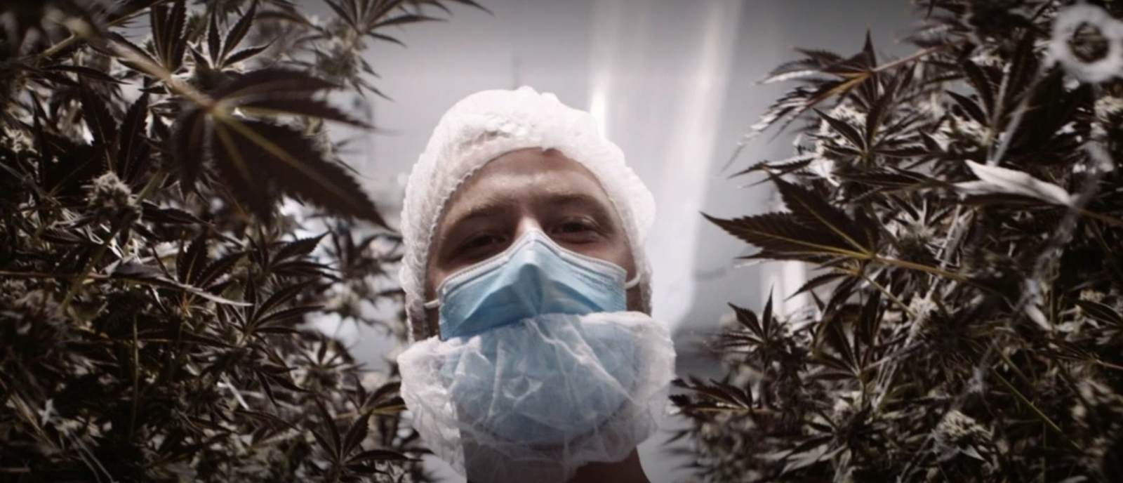 The know-how of cannabis