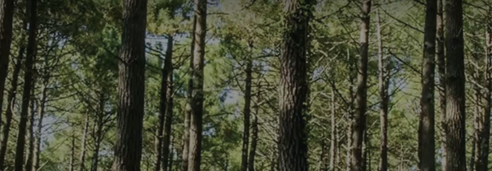 A tree?