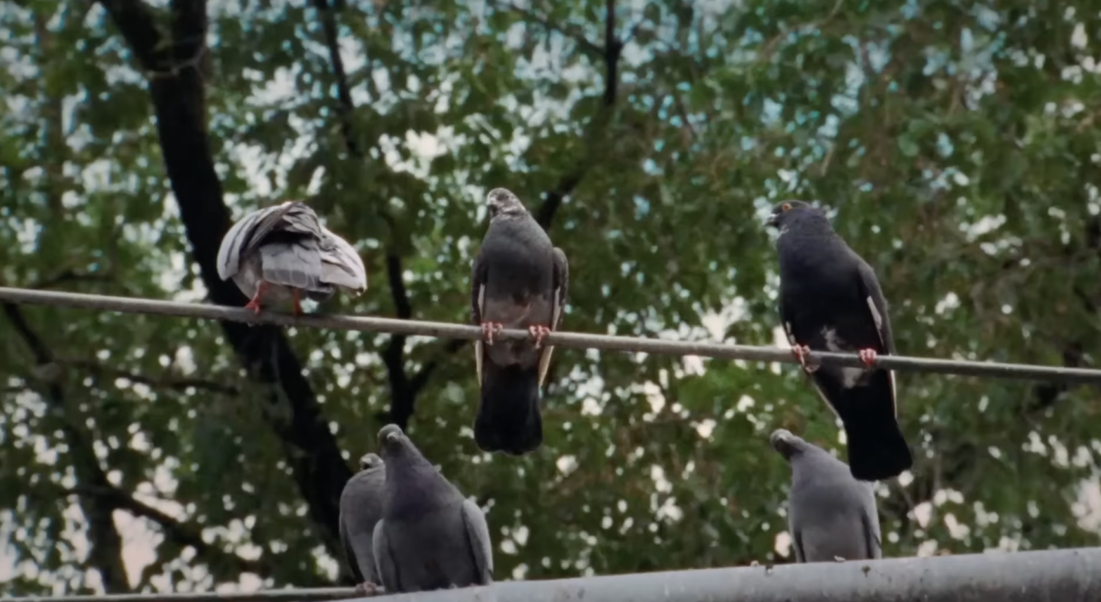 A Pocket Guide to Pigeon Watching