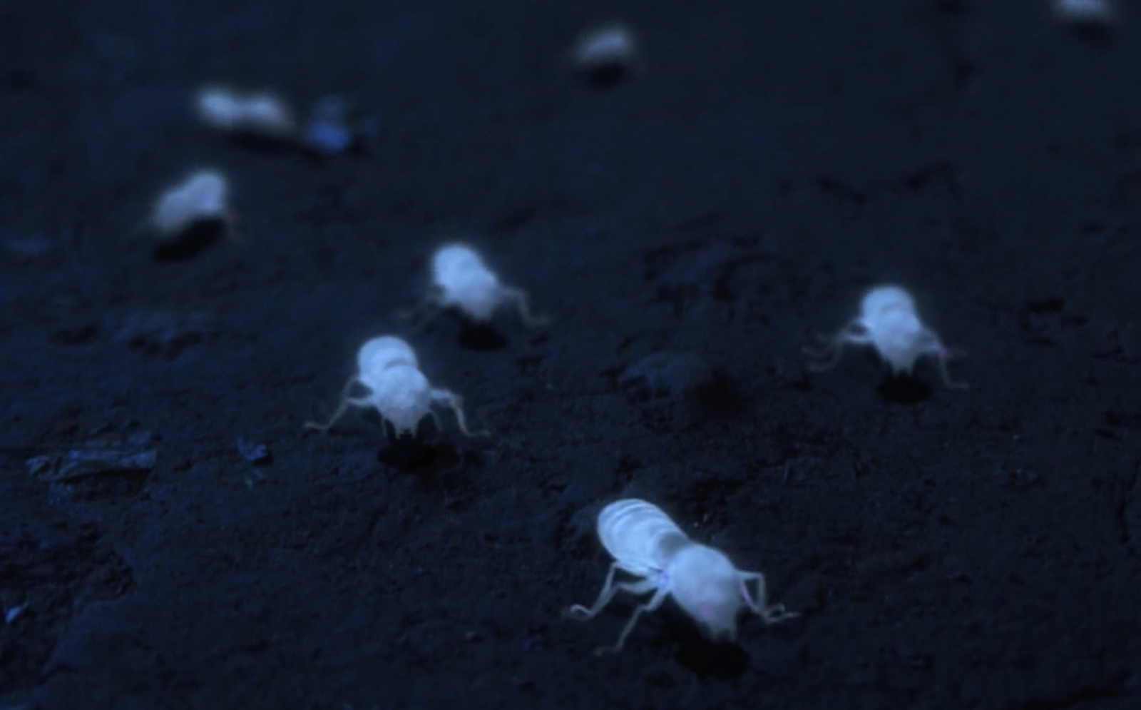 White Ant