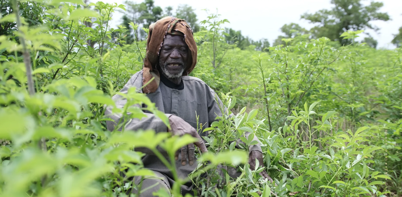 The Man Who Plants the Baobabs