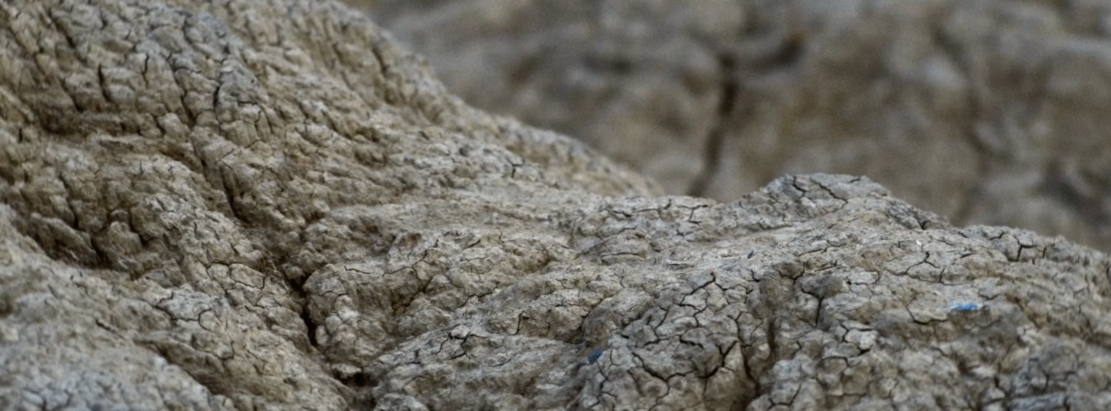 What Does the Mud Whisper?