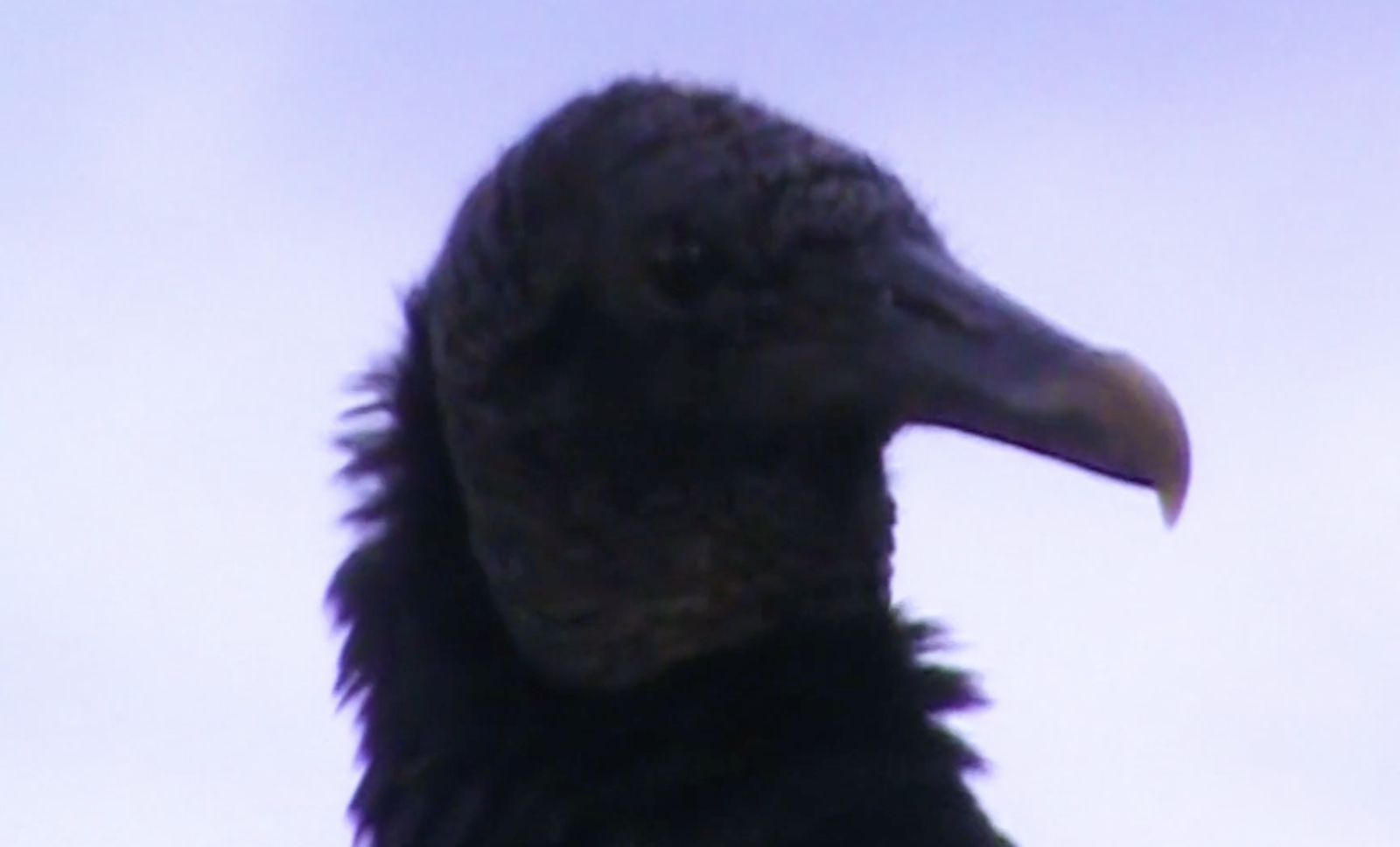 Where Do Birds Go When It Rains