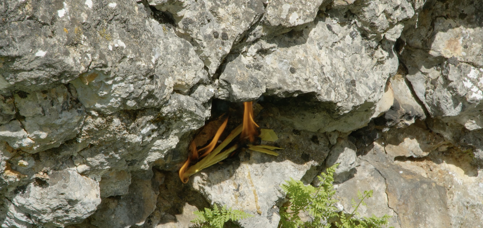 Roots Unearthed