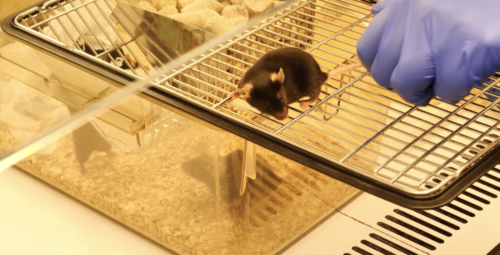 HeLa et al