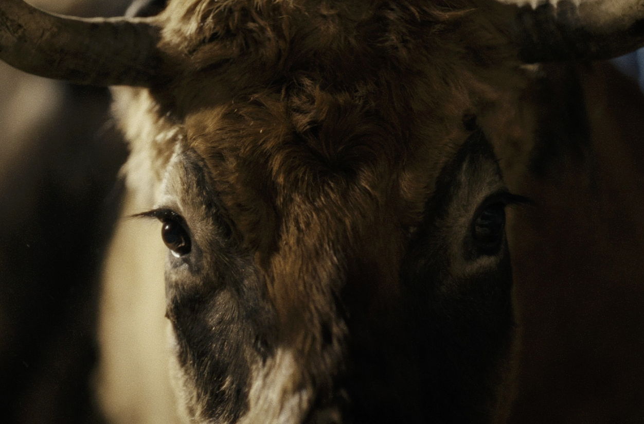 The Bull