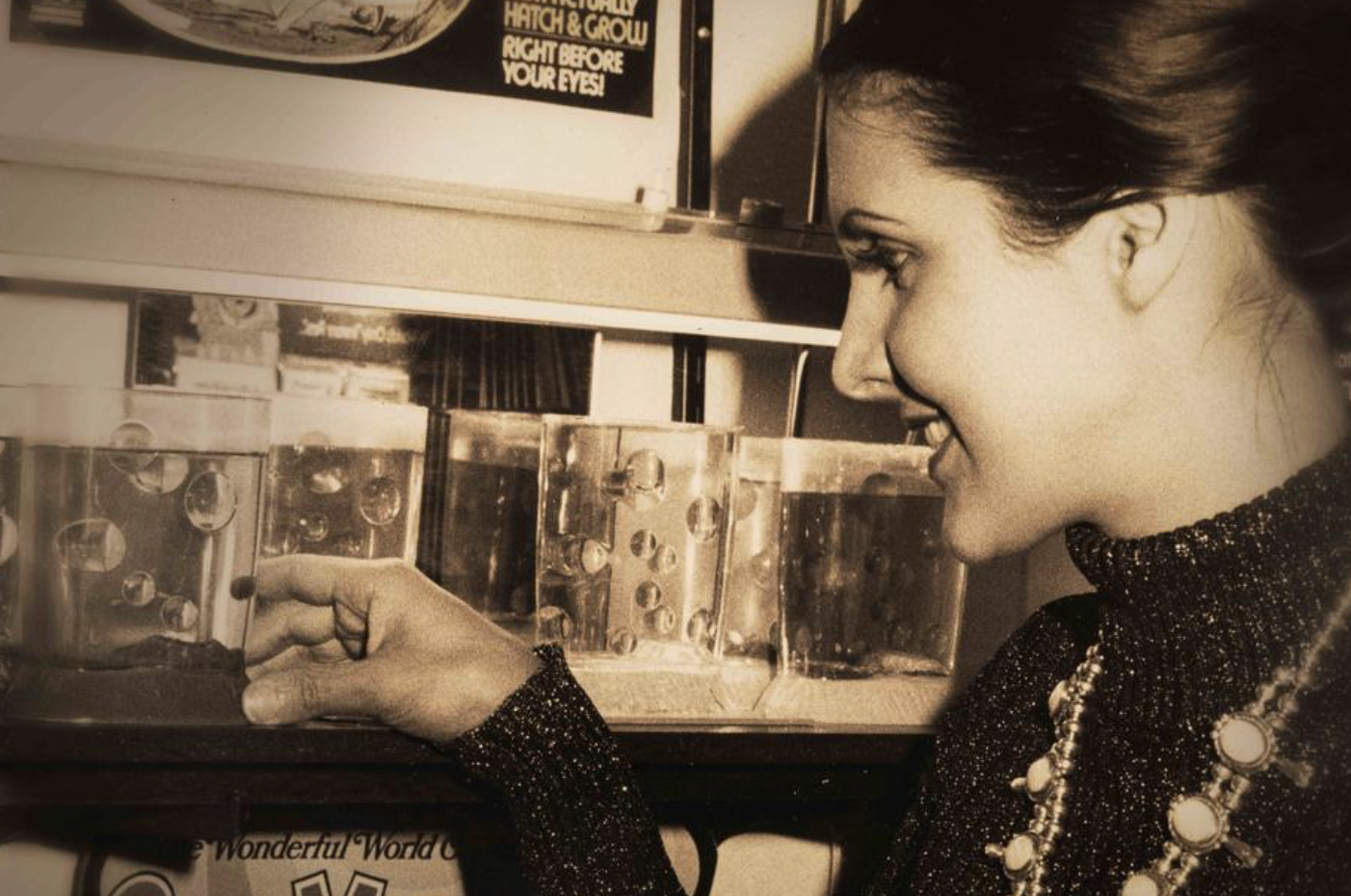 Amazing Live Sea Monkeys