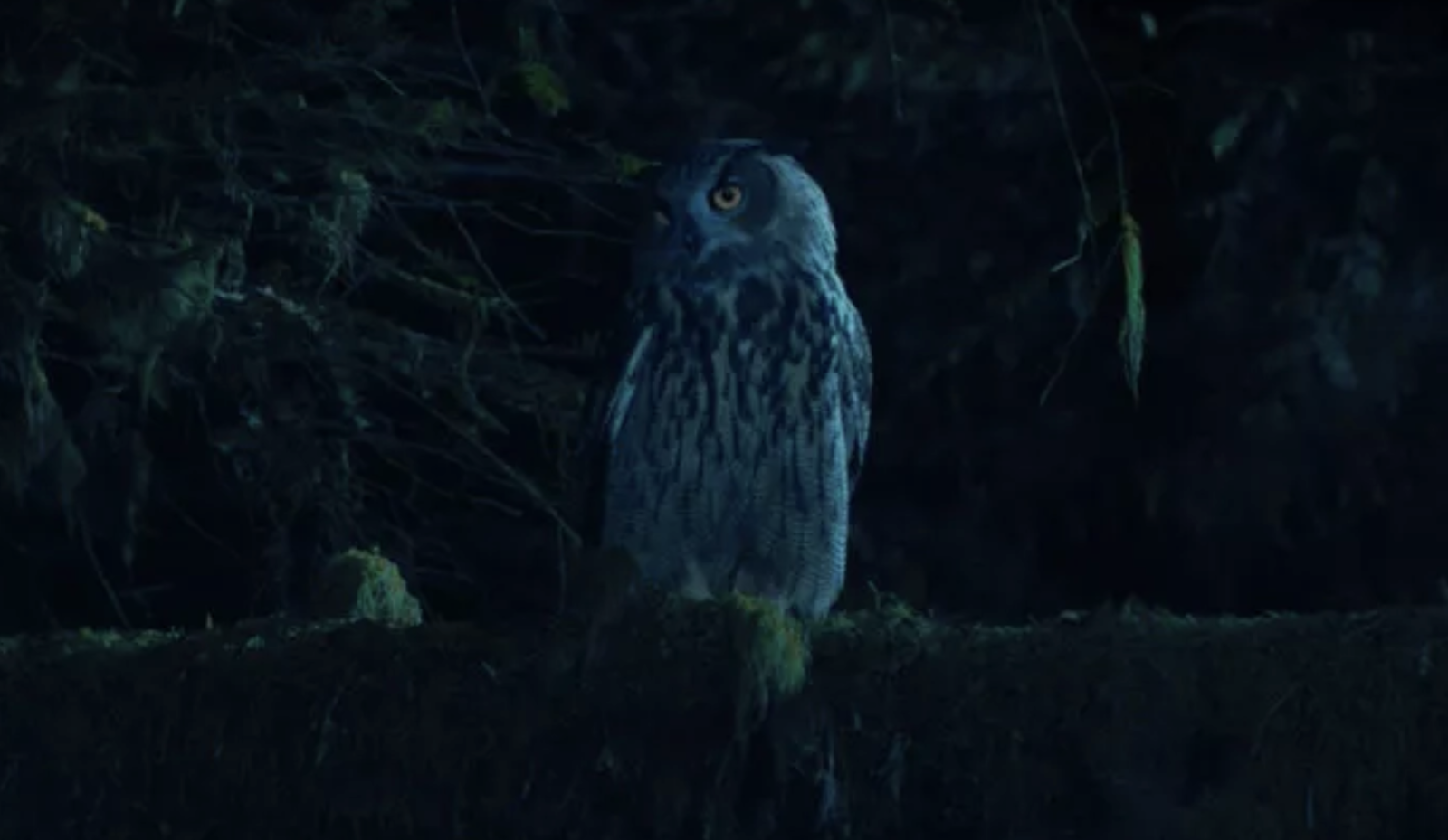 Owl