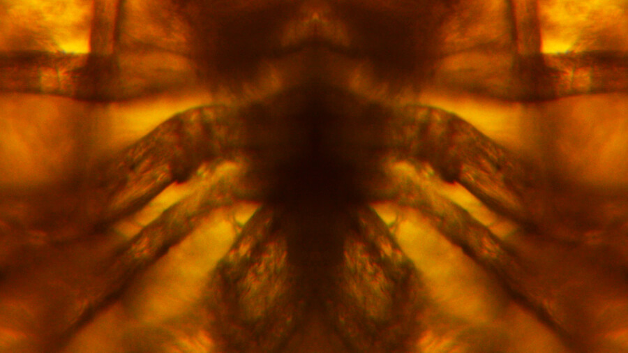 Electronic Insects