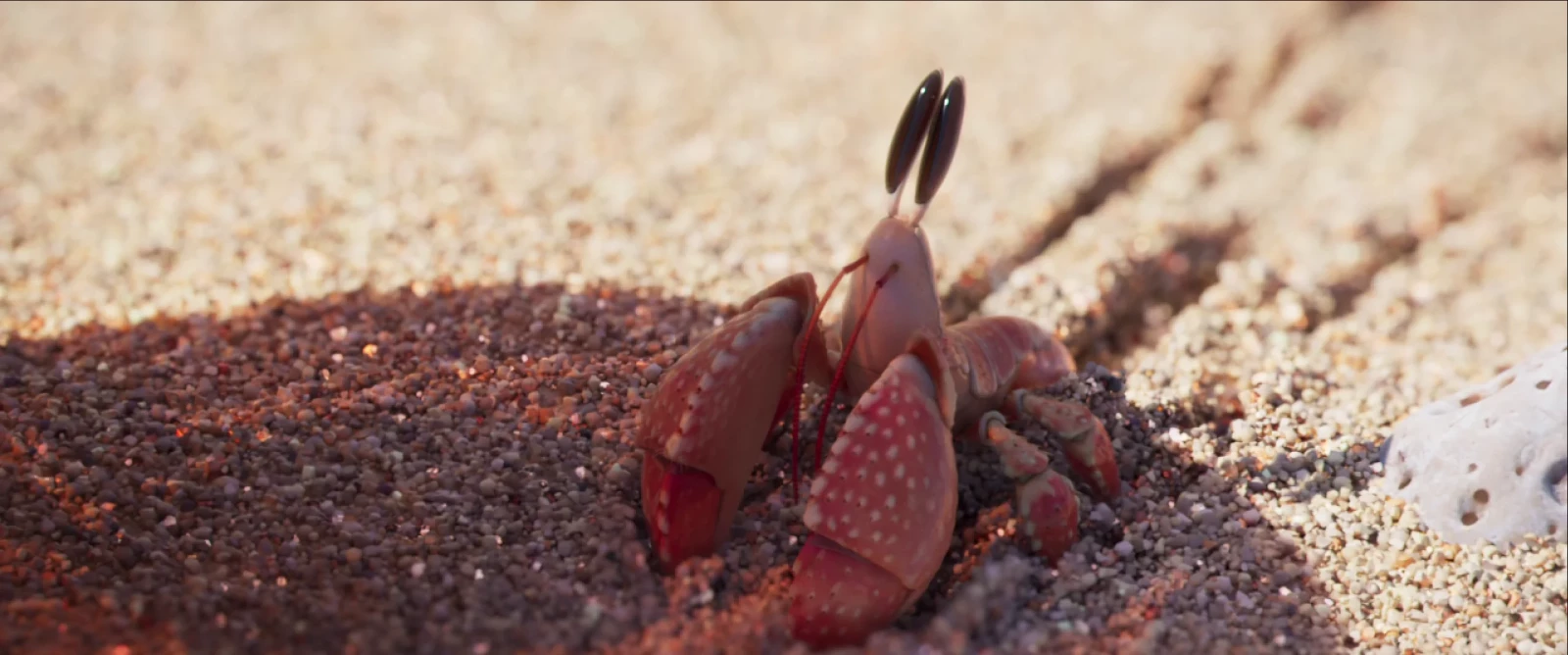 Shellfish
