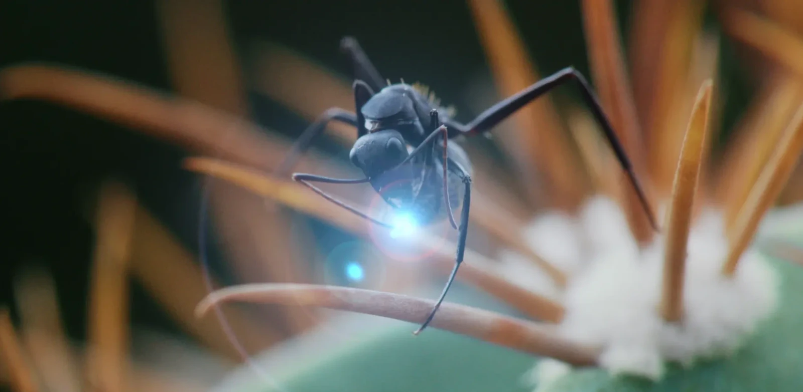Solenopsis invicta