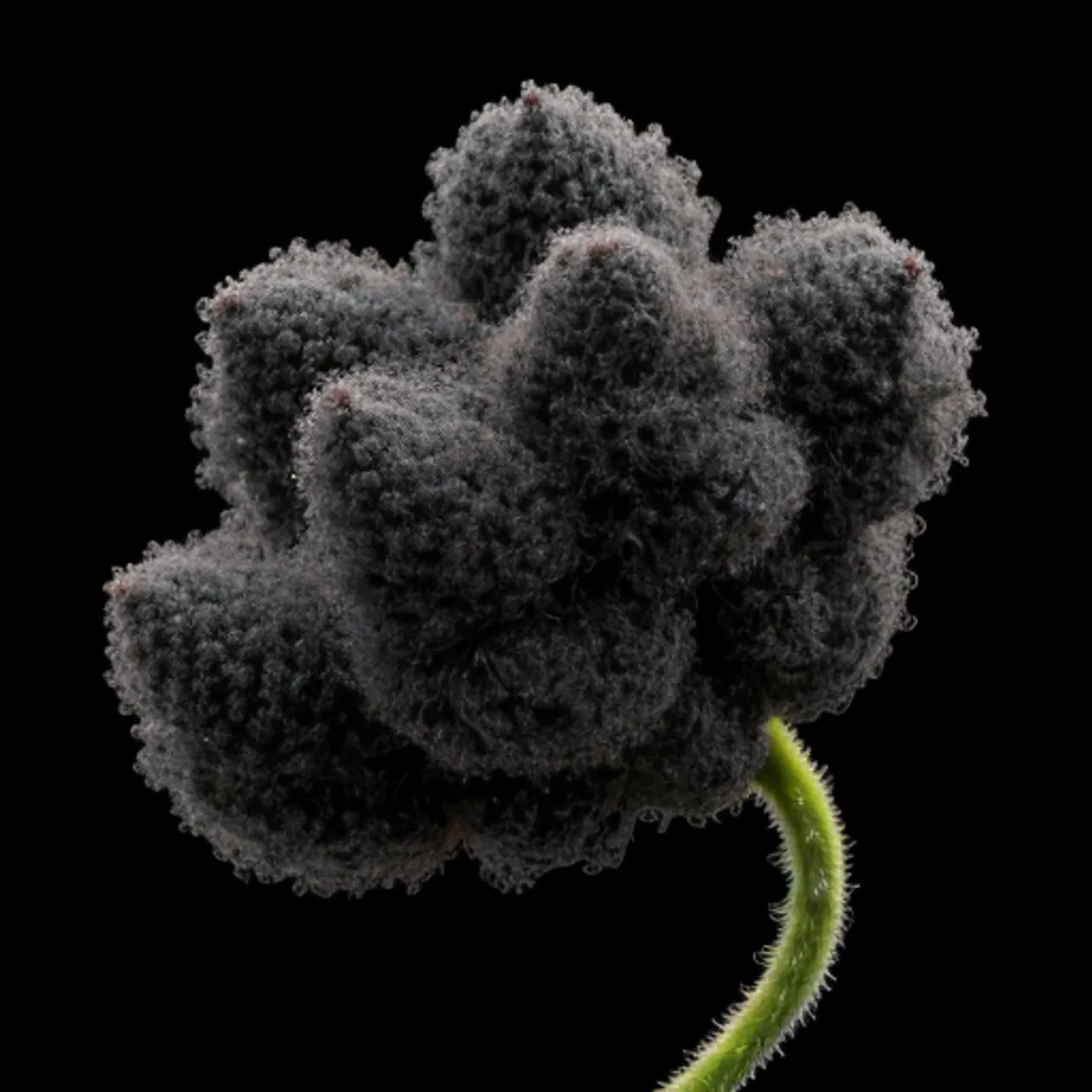 Future Botanica