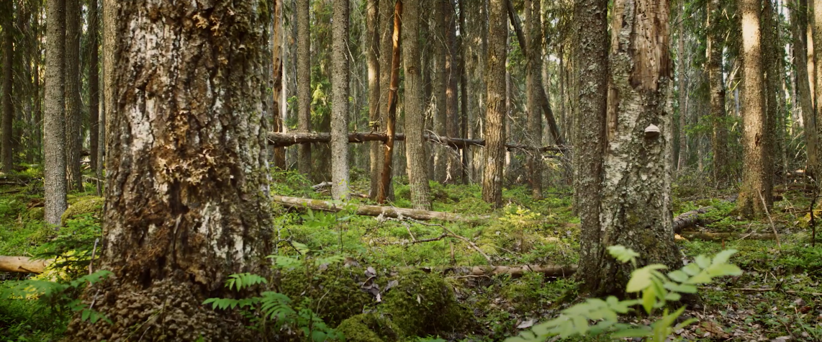 Once Upon a Time in a Forest