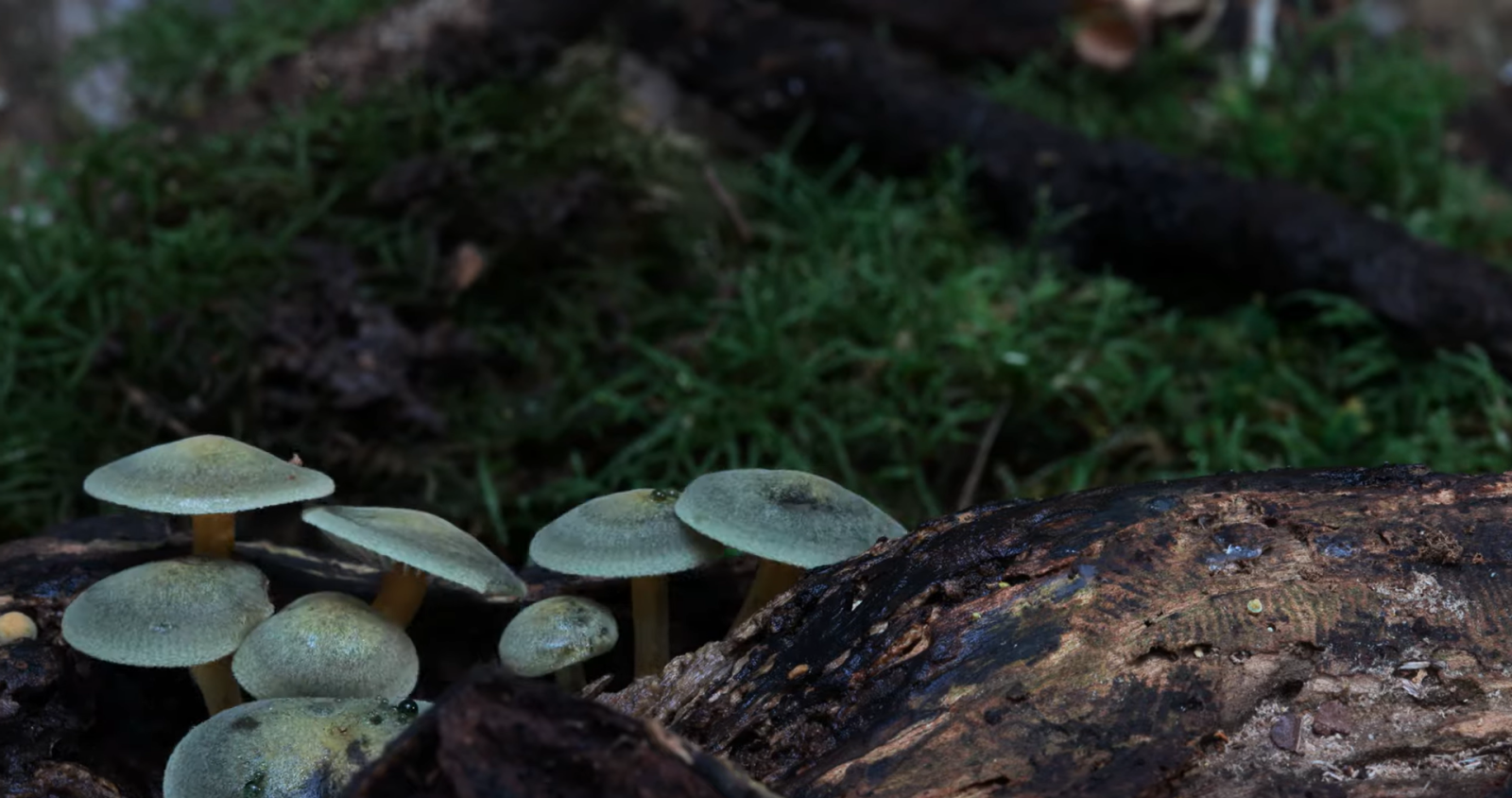 Fungi: Web of Life