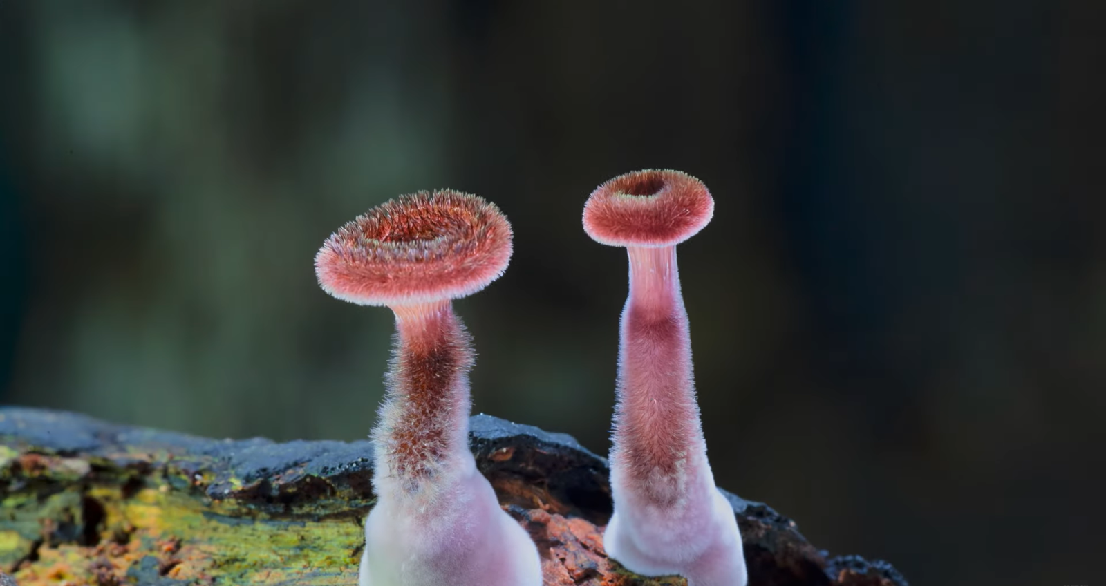 Fungi: Web of Life