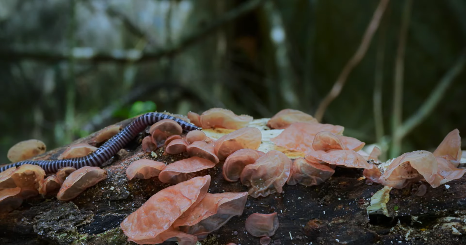 Fungi: Web of Life