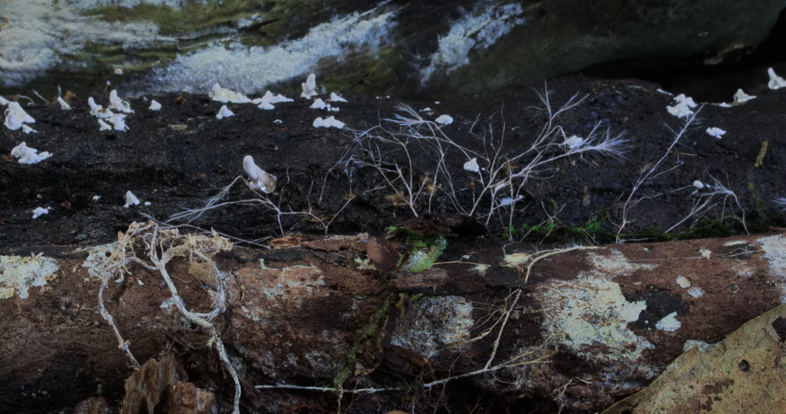 Fungi: Web of Life
