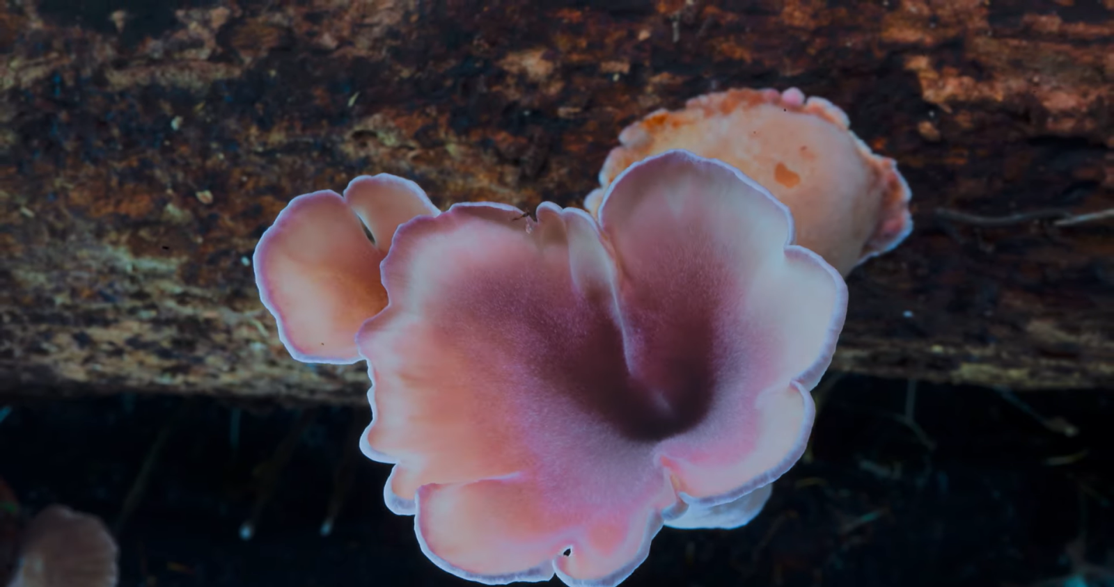 Fungi: Web of Life