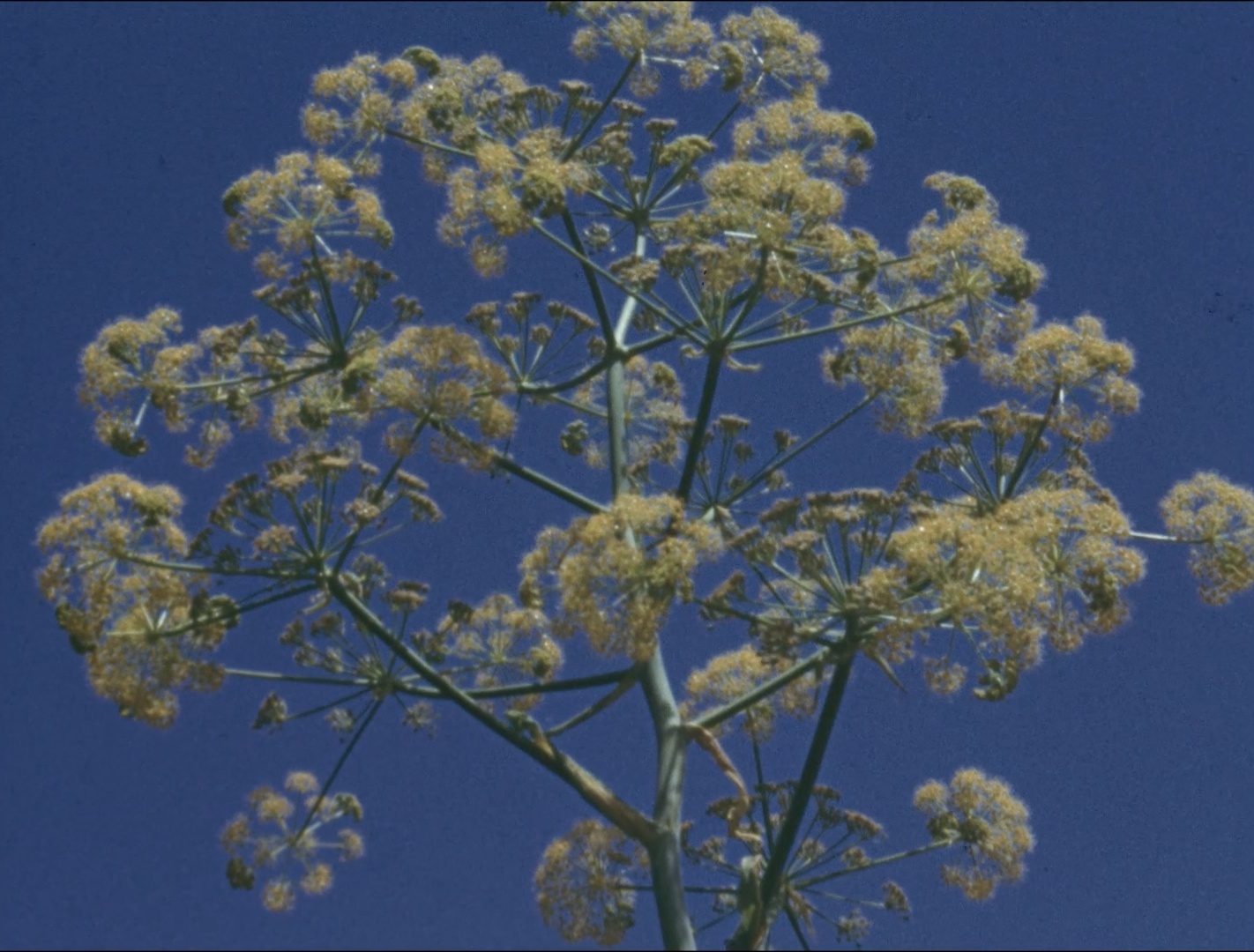 The Flowers Stand Silently, Witnessing
