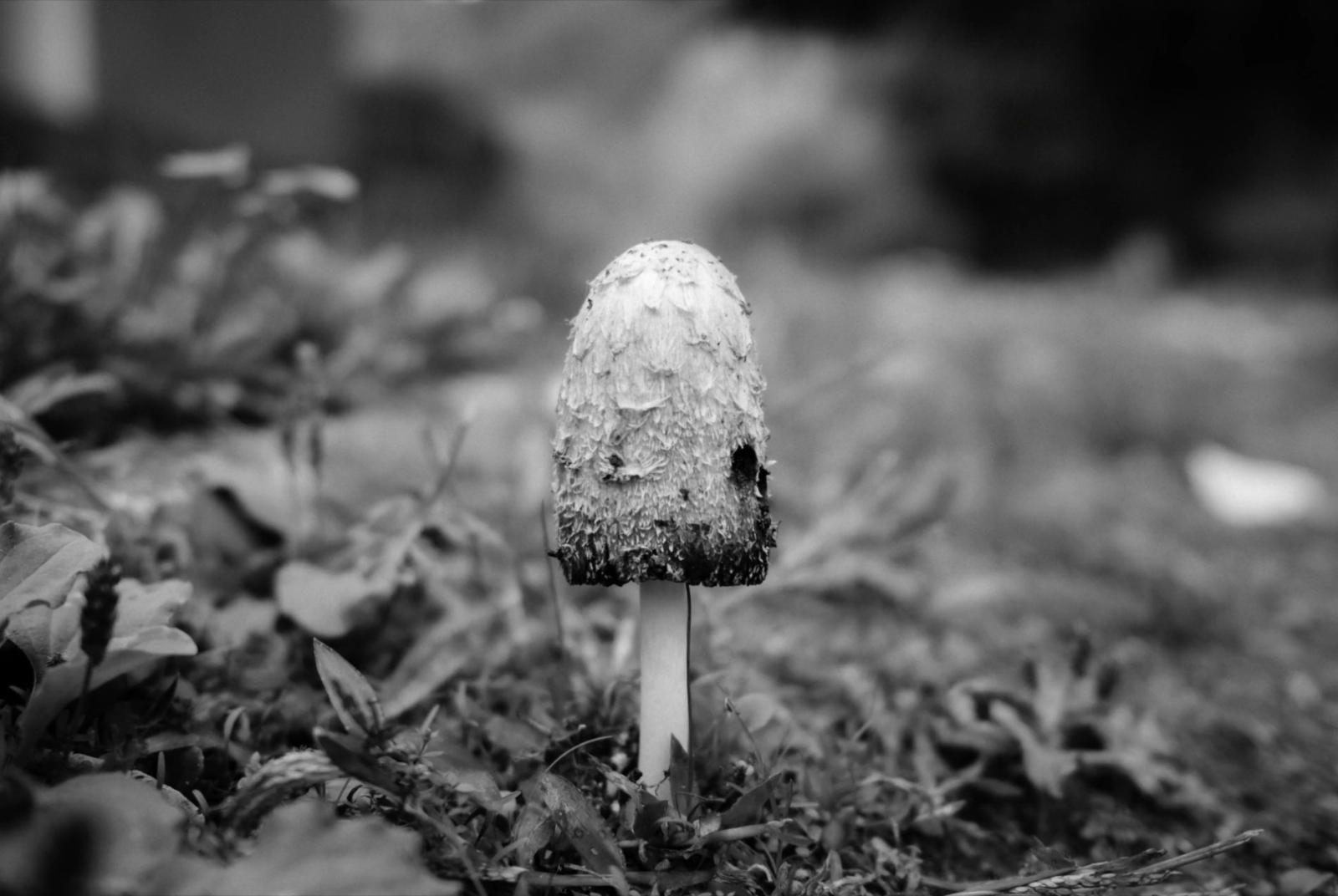 The Mushroom Thief