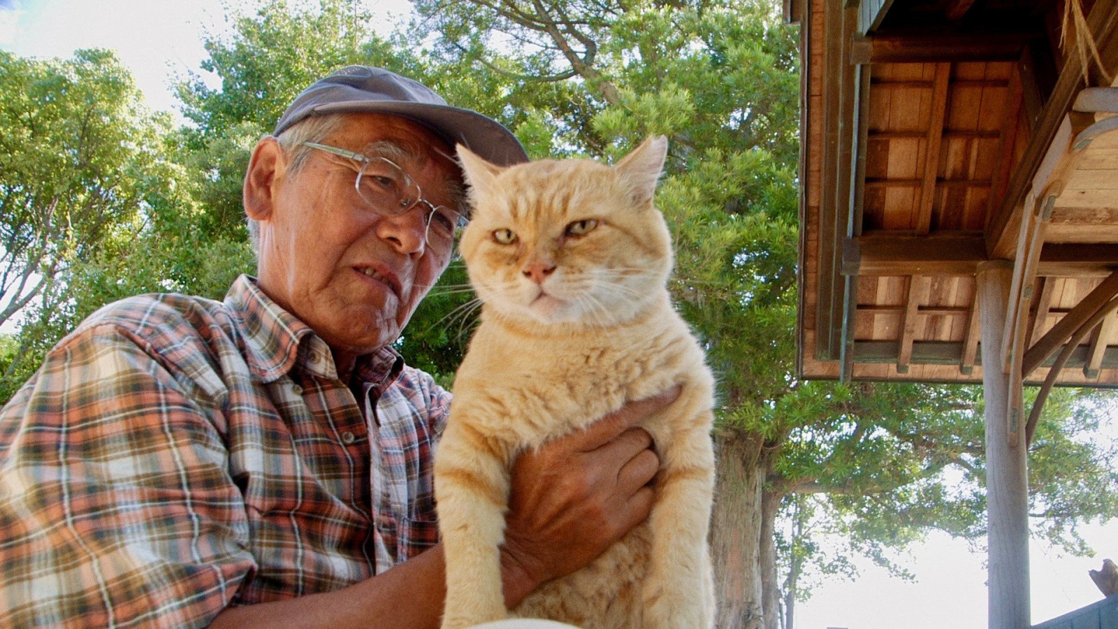 The Cats of Gokogu Shrine