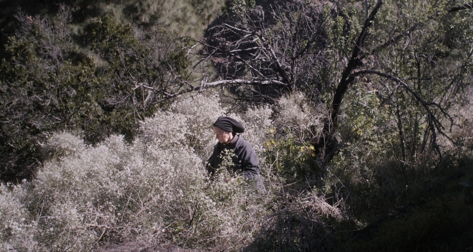 The Undergrowth