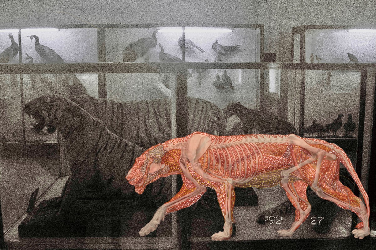 Myanmar Anatomy