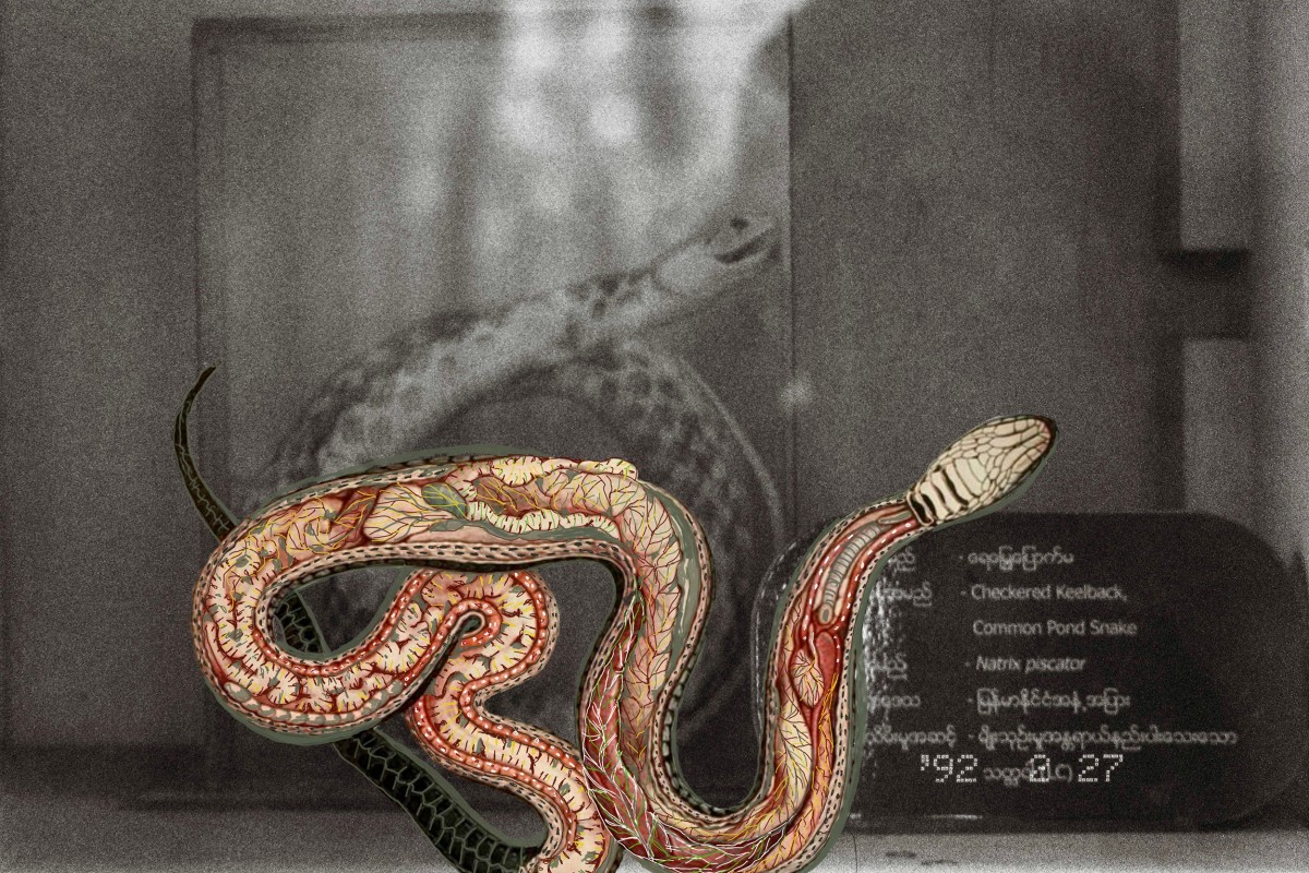 Myanmar Anatomy