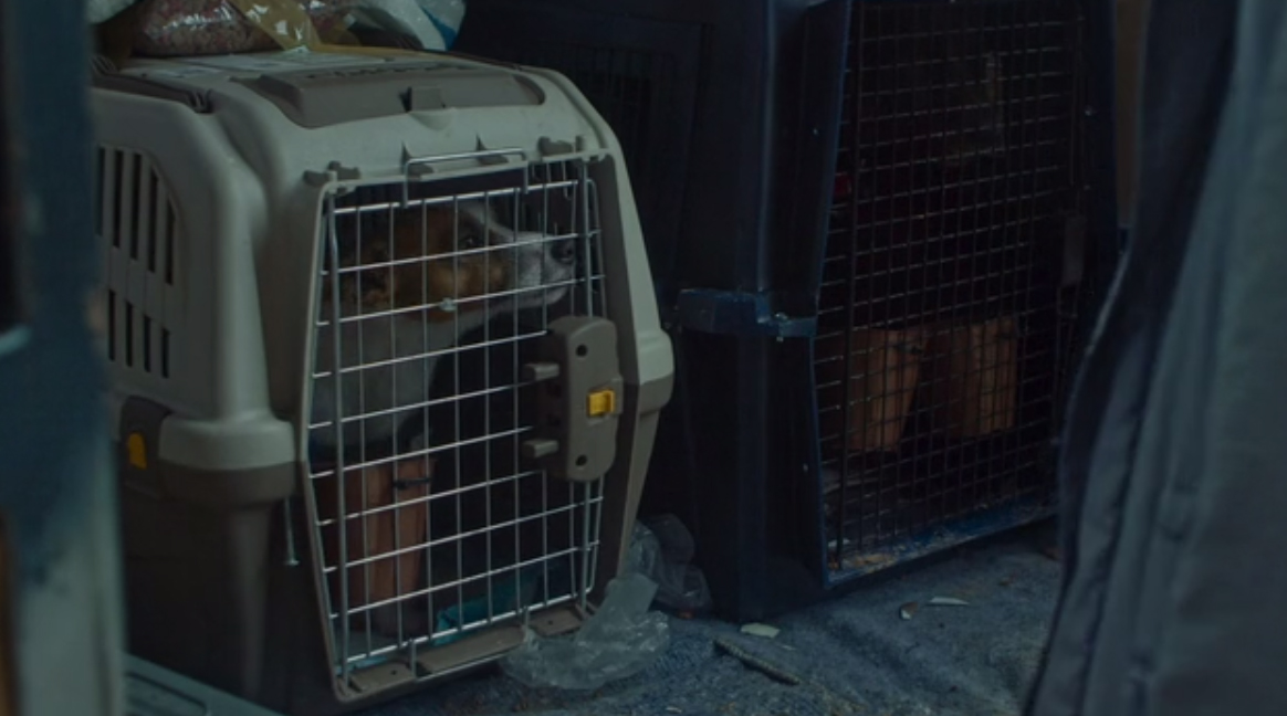 Animal Transport