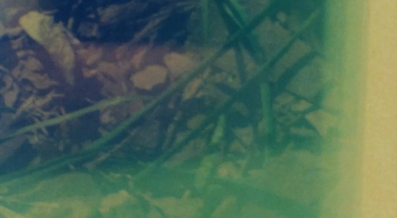 DETRITUS