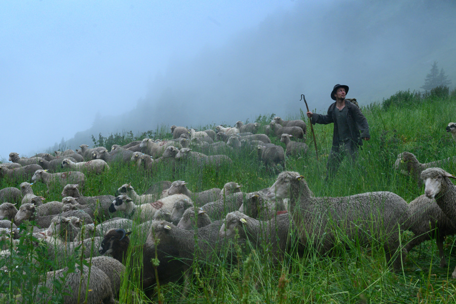 Shepherds