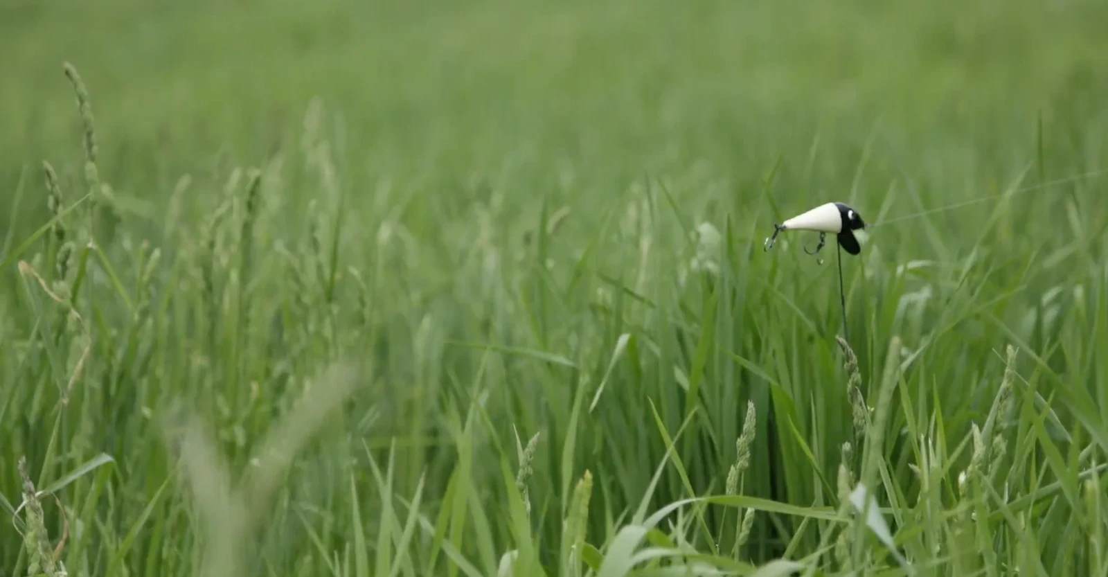 Haru-tsuge Fish and Fu-rai Boy: Tsuri-bari Fish Caught in Summer Grass