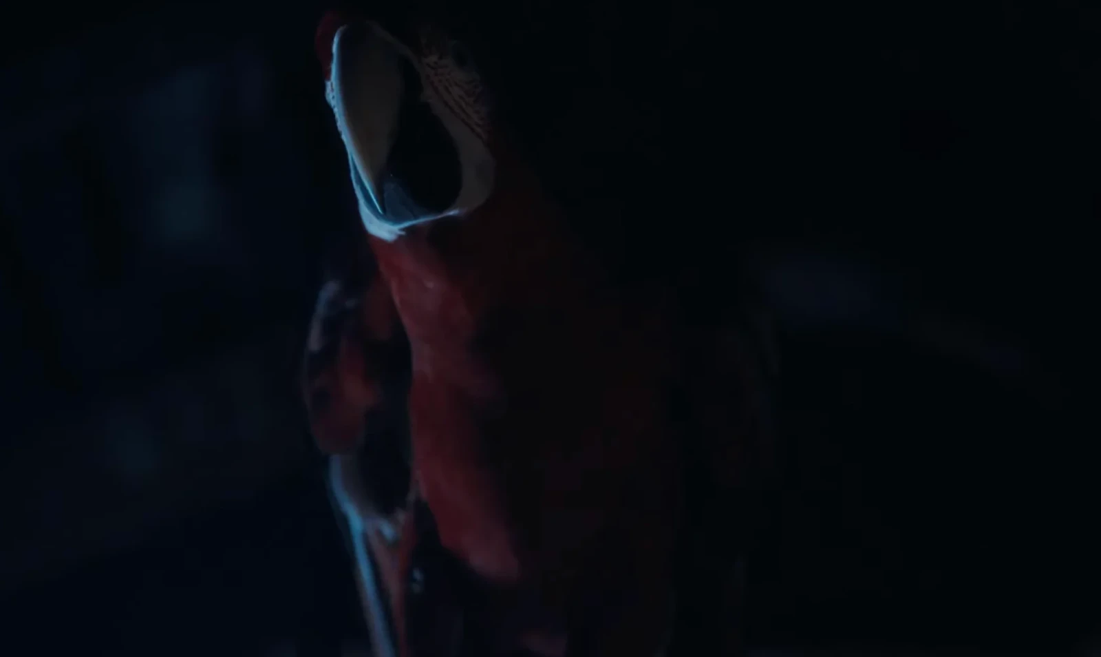 The Parrot