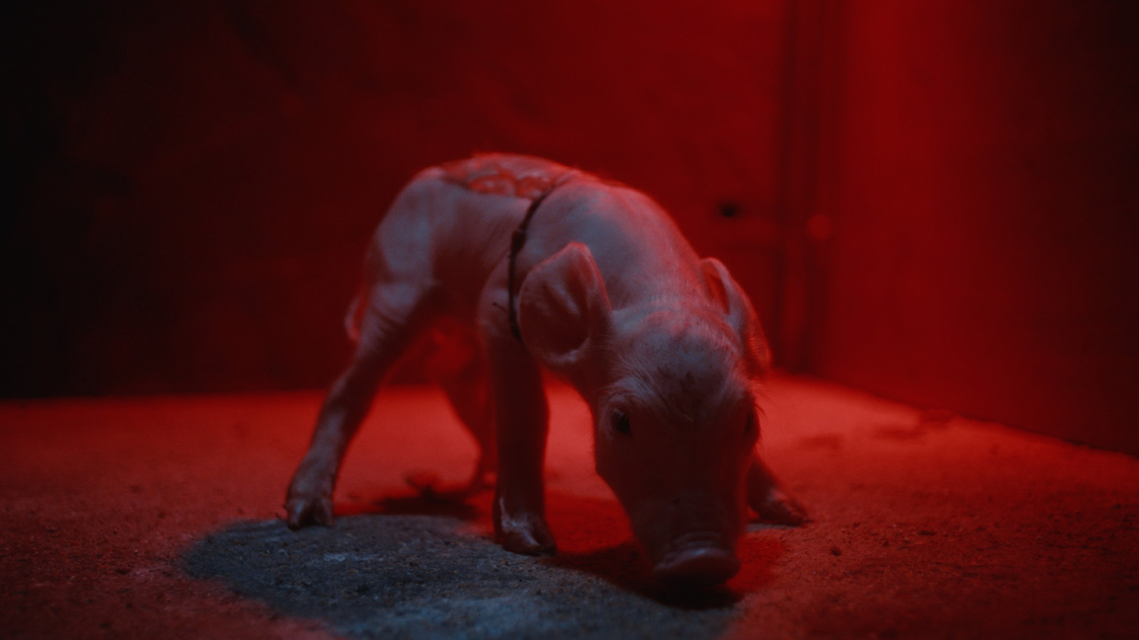 Leonie, Skeet & the piglets