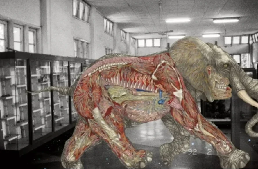 Myanmar Anatomy