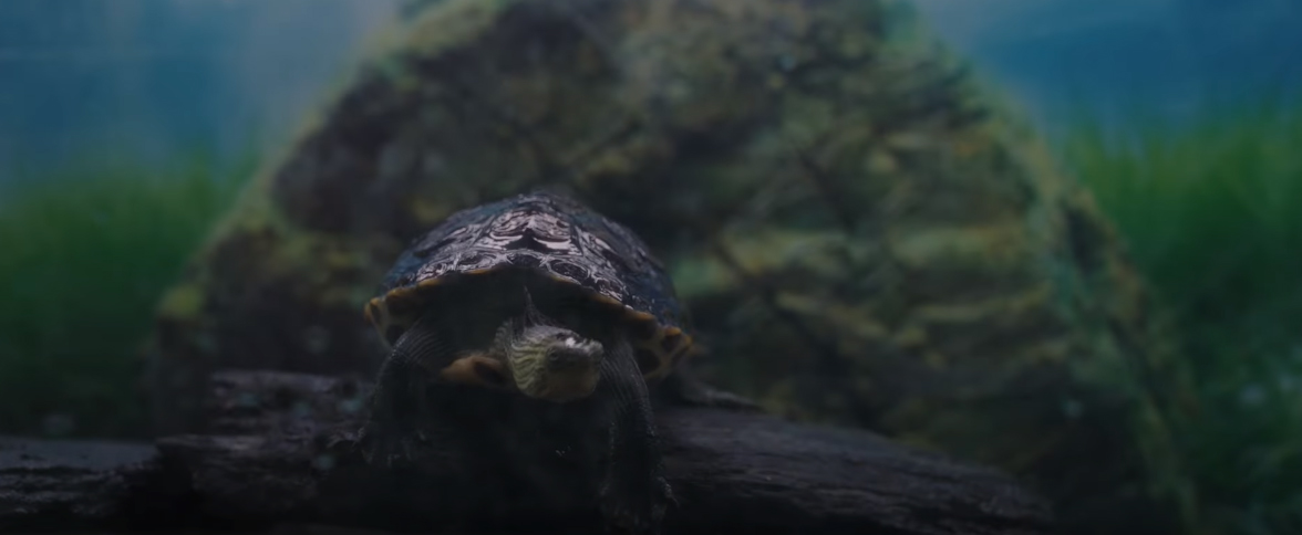 Turtles