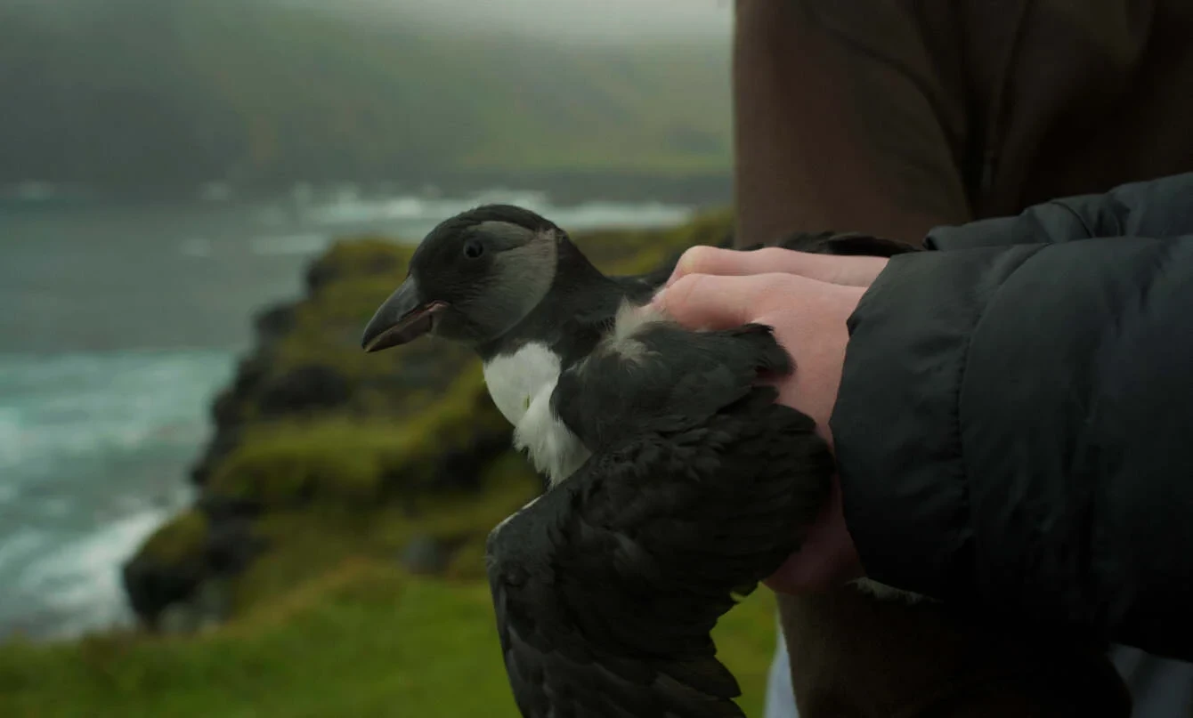 Puffling