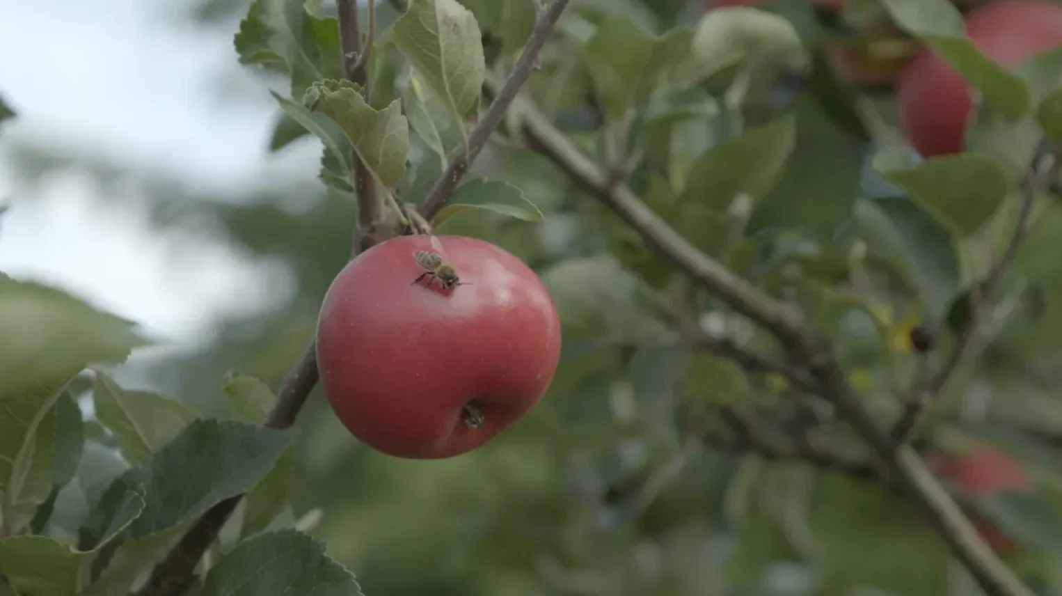 This Is Not an Apple