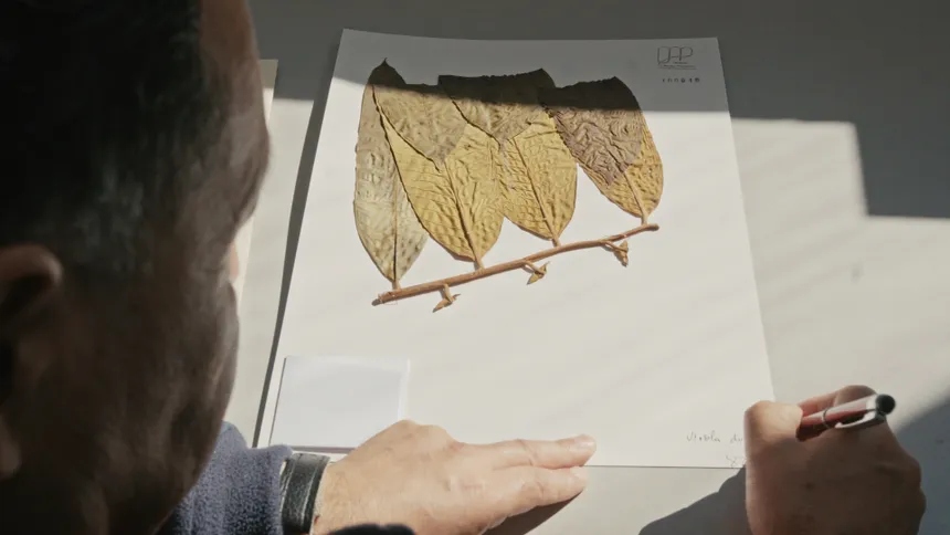 Toroboro: the Name of the Plants