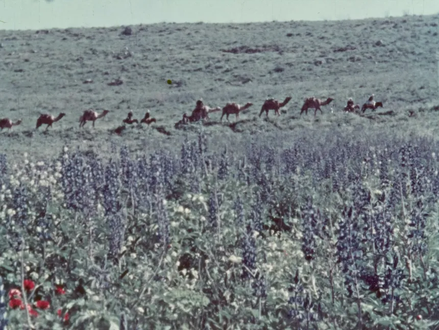 The Flowers Stand Silently, Witnessing