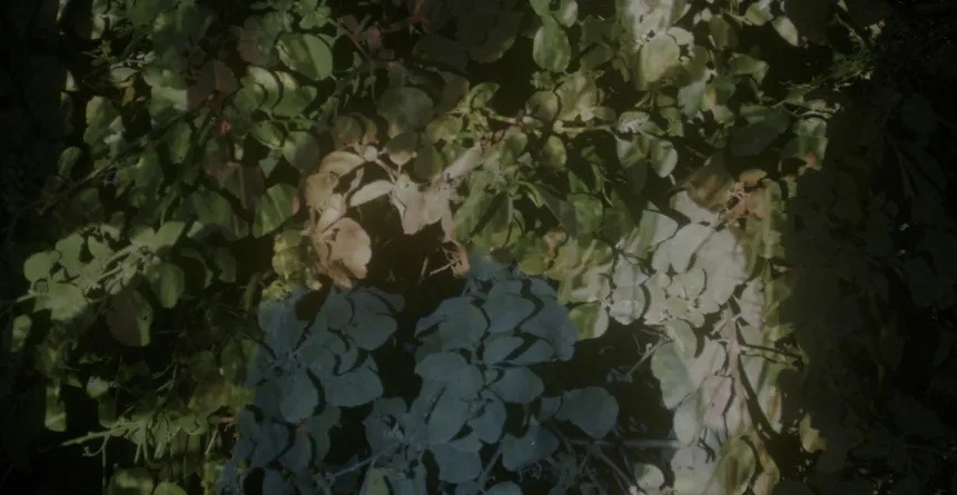 How to Suture the Soil?