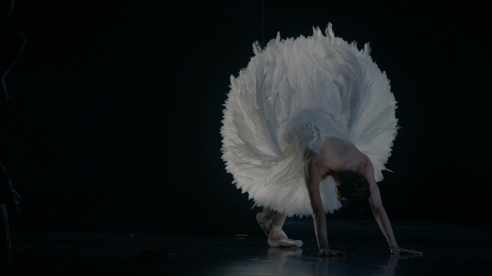 Swan Song