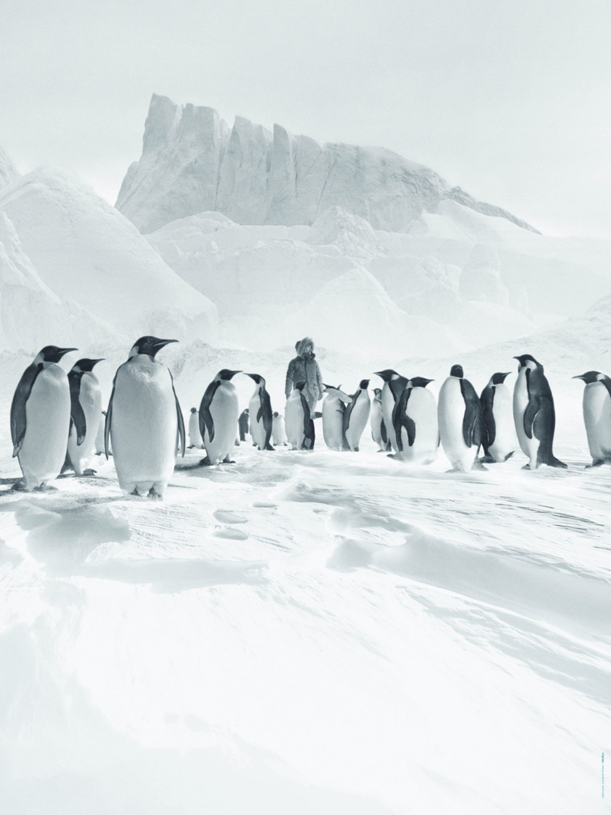 Antarctica Calling