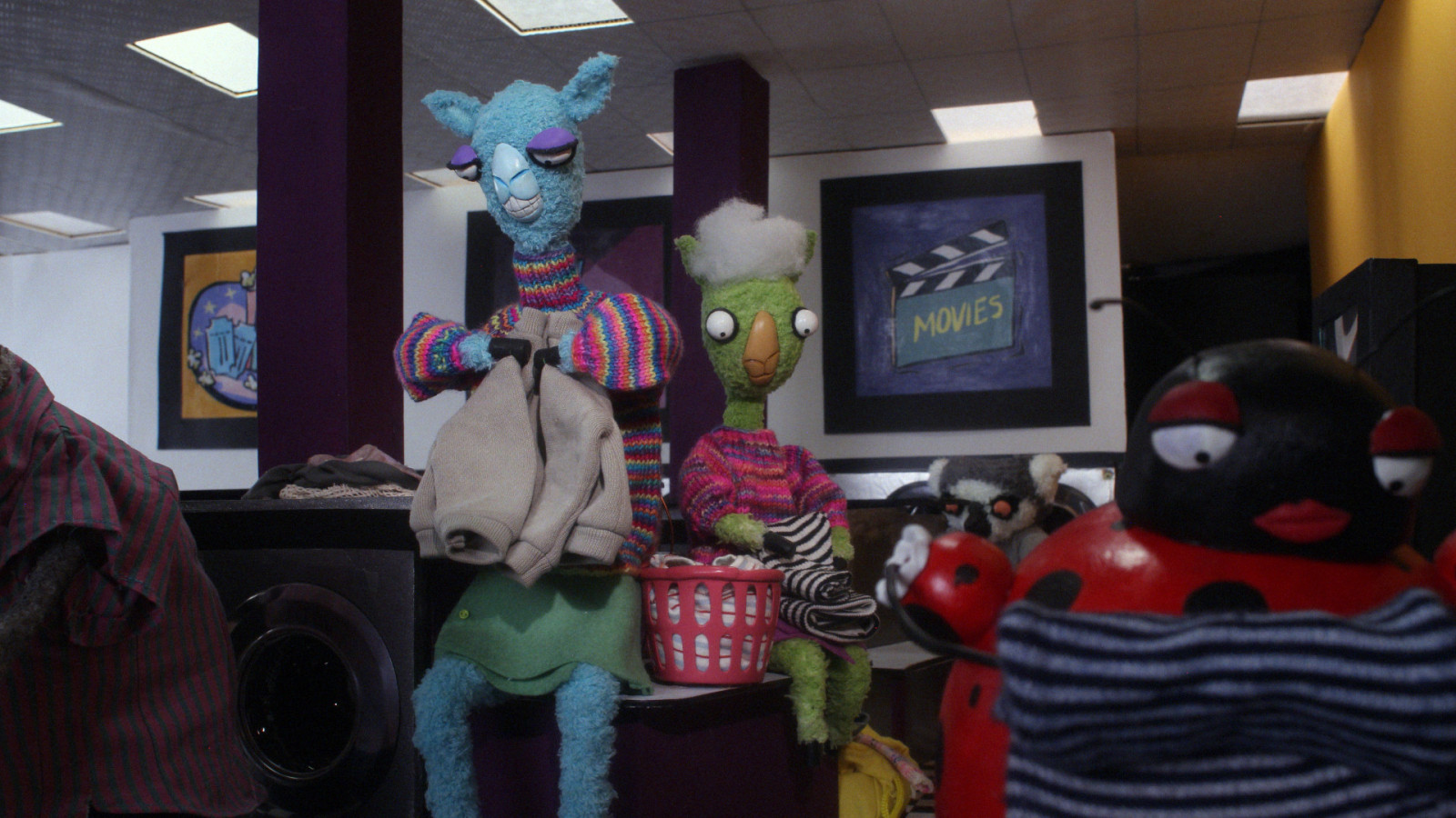 Llamas at the Laundromat