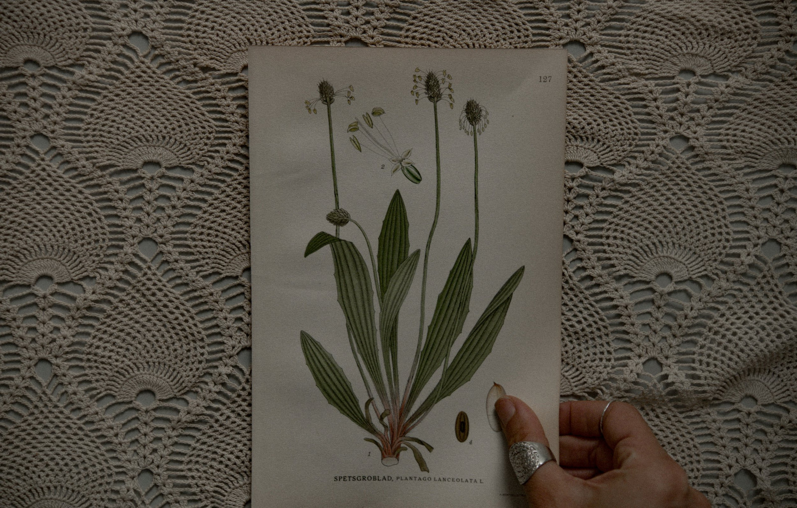 Ask The Plantain