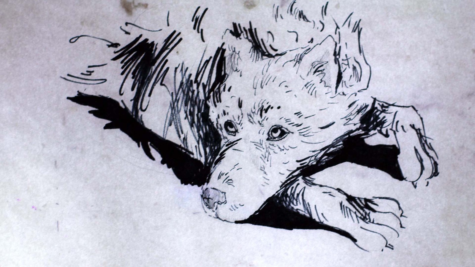 Dog's Field